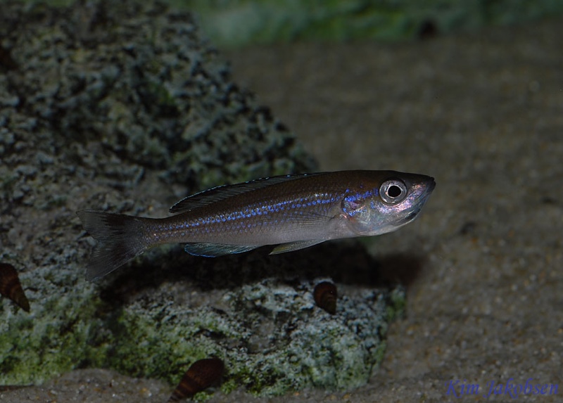 Cyprichromis sp. 'brilliant jumbo' Kitumba